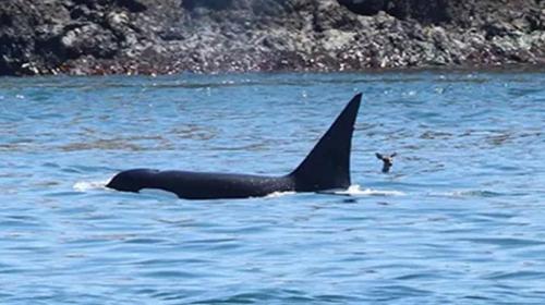 ForPost- Наблюдатели за китами стали свидетелями уникальной ситуации