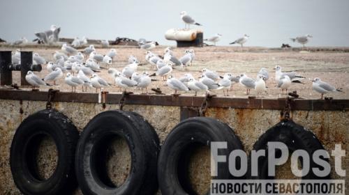 ForPost- Губернатор Севастополя пригрозил увольнением двум членам правительства 