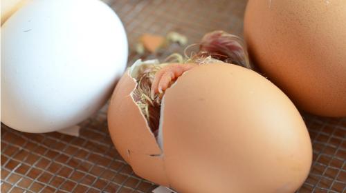 ForPost- Учёные выяснили, что было первым — курица или яйцо