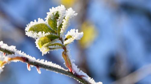 ForPost- Метеорологи предупредили, чем грозят наступившие заморозки