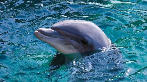 ForPost- Найдена ещё одна особенность, которая роднит дельфинов с людьми