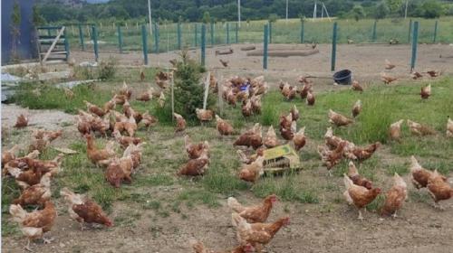 ForPost- В Севастополе стало больше кур и яиц