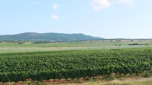 ForPost- План защиты севастопольских виноградников от застройки требует доработки