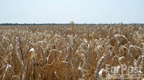 ForPost- Как весенние дожди испортили крымскую пшеницу
