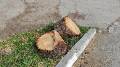 ForPost- Что происходит в Севастополе с вырубкой и высадкой деревьев