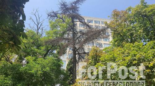 ForPost- Высокое сухое дерево угрожает упасть в центральном сквере Севастополя