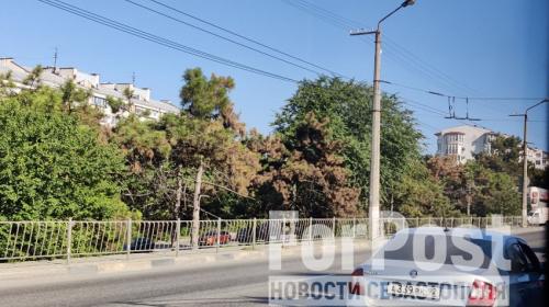 ForPost- Погибает сосновая аллея вдоль проспекта Генерала Острякова в Севастополе 