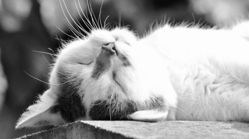 ForPost- Умирают долго и мучительно: на улицах крымского курорта неизвестные травят кошек