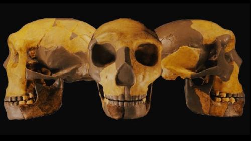 ForPost- Древний череп может перевернуть представление о человеческой эволюции