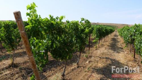 ForPost- Так ли ударно развивается виноградарство в Севастополе
