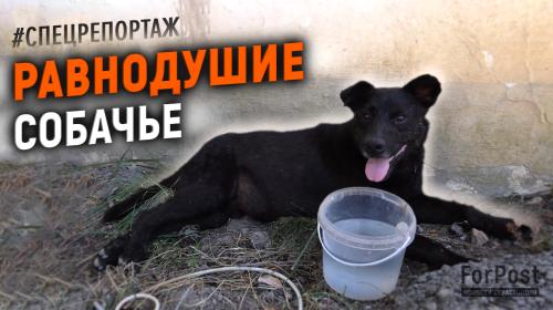 ForPost- В Севастополе черного пса спасли от смерти у дороги 