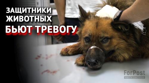 ForPost- Окровавленная собака проявила приёмы госотлова в Севастополе