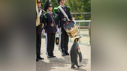 ForPost- Пингвин официально стал генералом армии