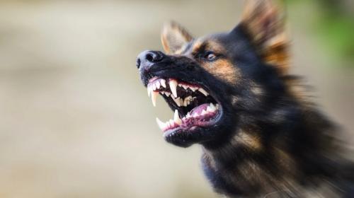 ForPost - Как уберечь россиян от опасных собак и их безответственных владельцев