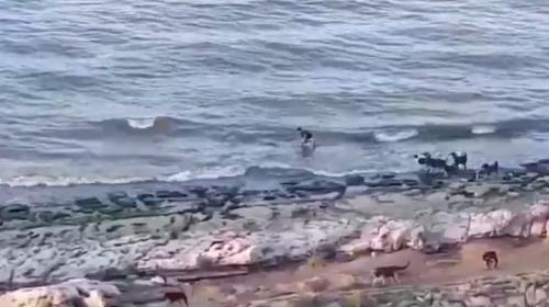 ForPost - Стая бродячих собак напала на ребёнка и загнала его в море