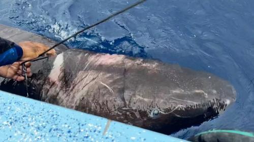 ForPost- Древнюю акулу, способную жить сотни лет, нашли в неожиданном месте