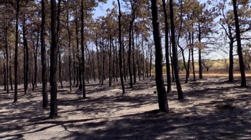 ForPost- Несколько десятков гектаров леса горело под столицей Крыма