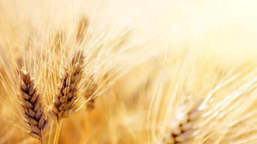ForPost- Крым может установить новый рекорд урожая зерновых культур