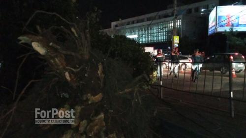 ForPost- Севастополец отсудил у дептранса компенсацию за рухнувшее на его авто дерево