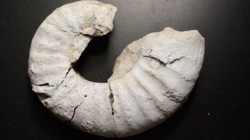 ForPost- Крымские палеонтологи случайно нашли новый вид ископаемых моллюсков