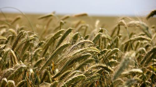 ForPost- Болгарские фермеры стали «террористами» из-за украинского зерна