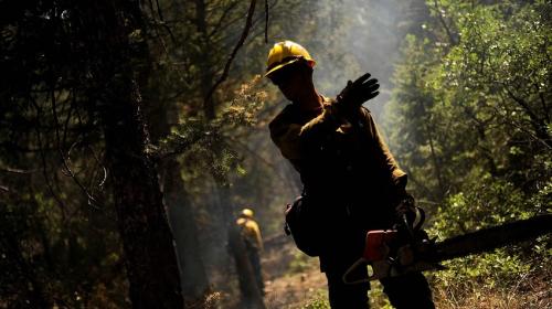ForPost- В Севастополе неизвестные ночью пилят деревья?