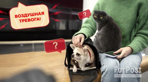 ForPost- Севастопольцы задались вопросом домашних животных в убежищах во время тревоги 