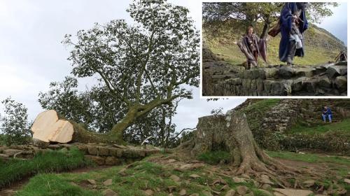 ForPost- В Великобритании спилили дерево Робин Гуда