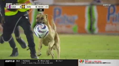 ForPost - Собака отобрала мяч у футболистов прямо по ходу матча