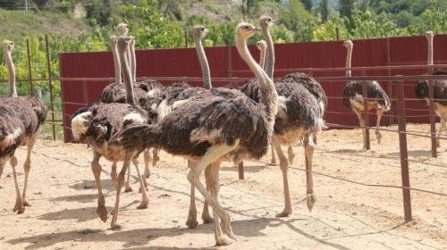 ForPost- Владельца страусиной фермы в Севастополе обязали вернуть деньги государству