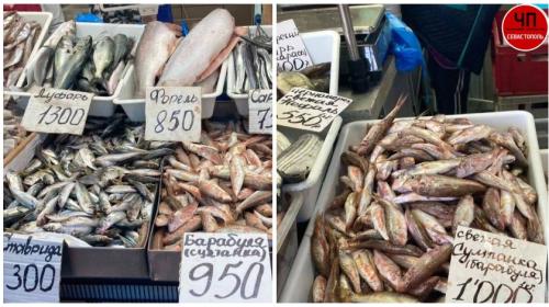 ForPost- Как в Севастополе черноморская рыбка превращается в «золотую» 