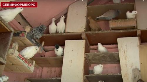 ForPost- В Севастополе ради красоты сквера сносят важную для горожан голубятню 