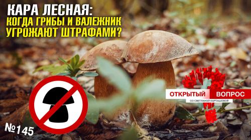 ForPost- Севастопольские леса встречают грибами и штрафами за их сбор