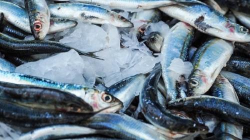 ForPost- В Севастополе объяснили цену черноморской рыбы