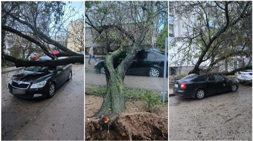 ForPost- В Севастополе научились без суда компенсировать автоущерб от упавших деревьев 