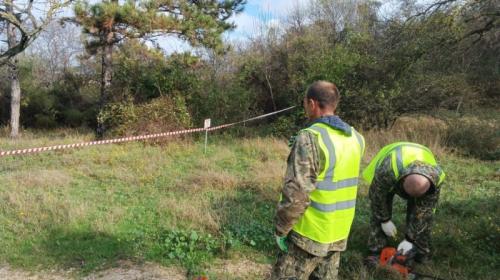 ForPost- В севастопольском парке «Ушакова балка» начали снос деревьев 