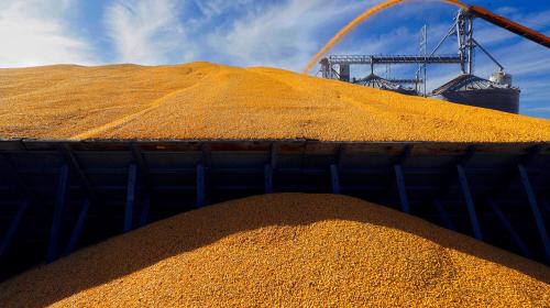 ForPost - Украина в октябре нарастила вывоз зерна, в основном в Испанию 