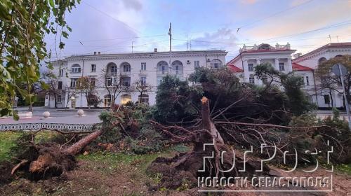 ForPost- Какие деревья и почему стали жертвами урагана в Севастополе