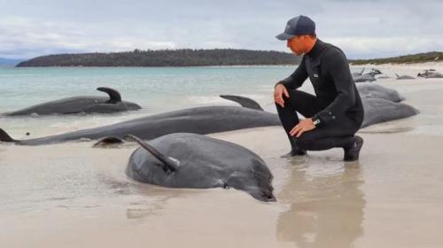 ForPost- На пляже нашли более 30 мёртвых чёрных дельфинов