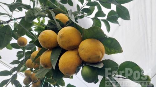 ForPost- Экзотика по-крымски: как два поколения крымчан выращивают плантацию лимонов