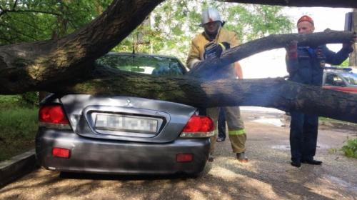 ForPost- Севастопольским УК не откреститься от платы за упавшие на машины деревья 
