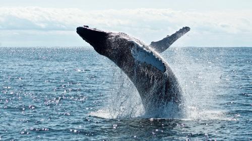 ForPost- Учёные на китах отрабатывают способ общения с инопланетянами