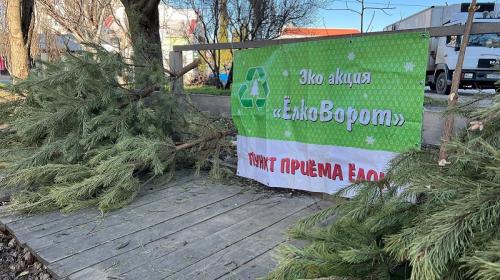 ForPost- Как крымчане могут подарить новогодней ёлке вторую жизнь
