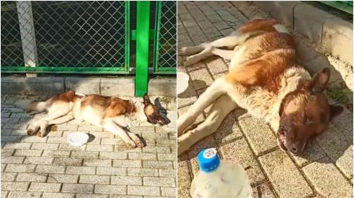 ForPost- В Севастополе произошли три резонансные истории с собаками