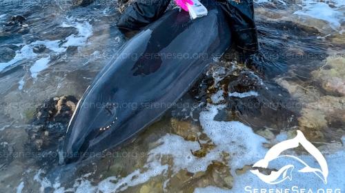 ForPost- У берегов Севастополя продолжают гибнуть дельфины 