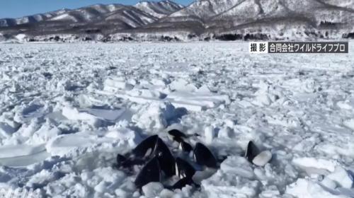 ForPost- Россия предложила Японии помощь в спасении застрявших во льдах косаток