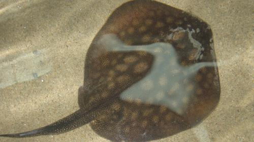 ForPost - Учёные разобрались в тайне непорочного зачатия у одинокой обитательницы аквариума