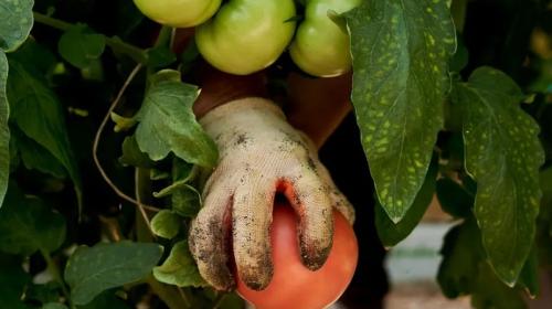 ForPost- В Севастополе фермер влип с грантом по самые помидоры 