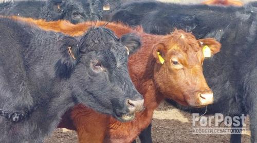ForPost - Как в Крыму выращивают коров на мраморную говядину