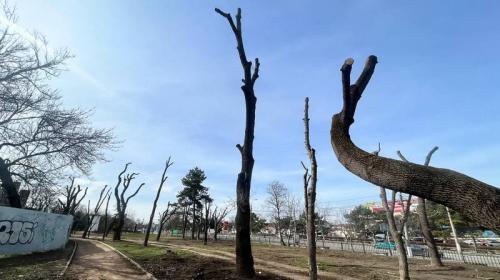 ForPost - Радикальная обрезка деревьев в Крыму приведёт к их массовой гибели